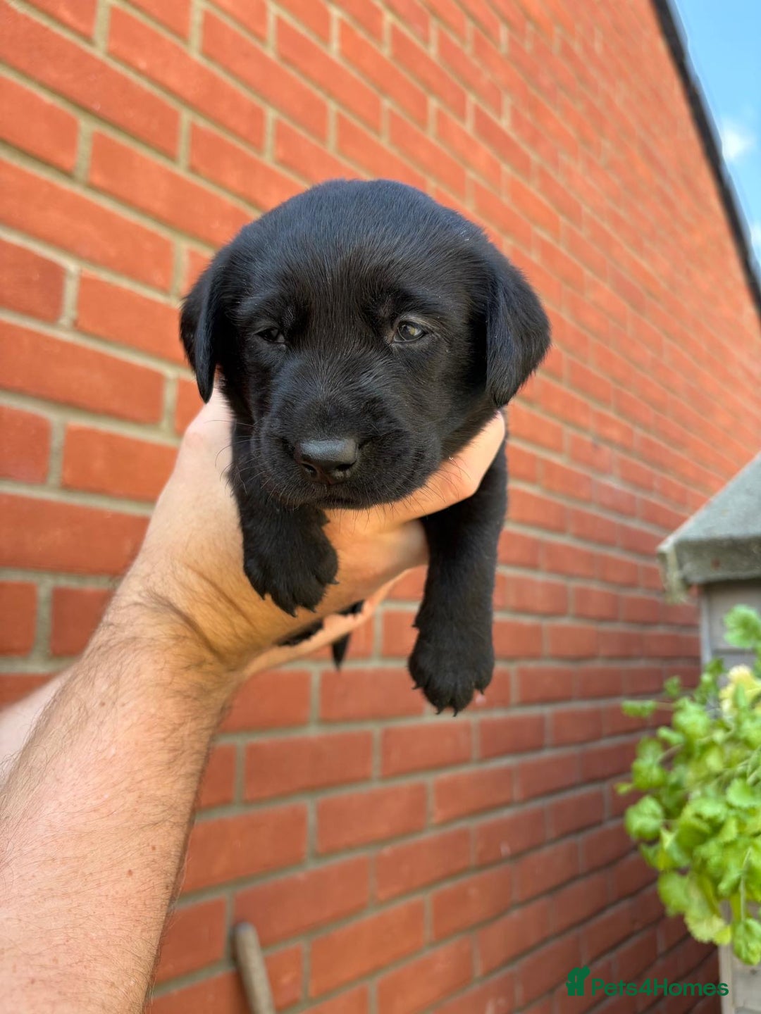 Labrador Retriever dogs for sale: KC Reg Black Labrador Puppies - Image 24