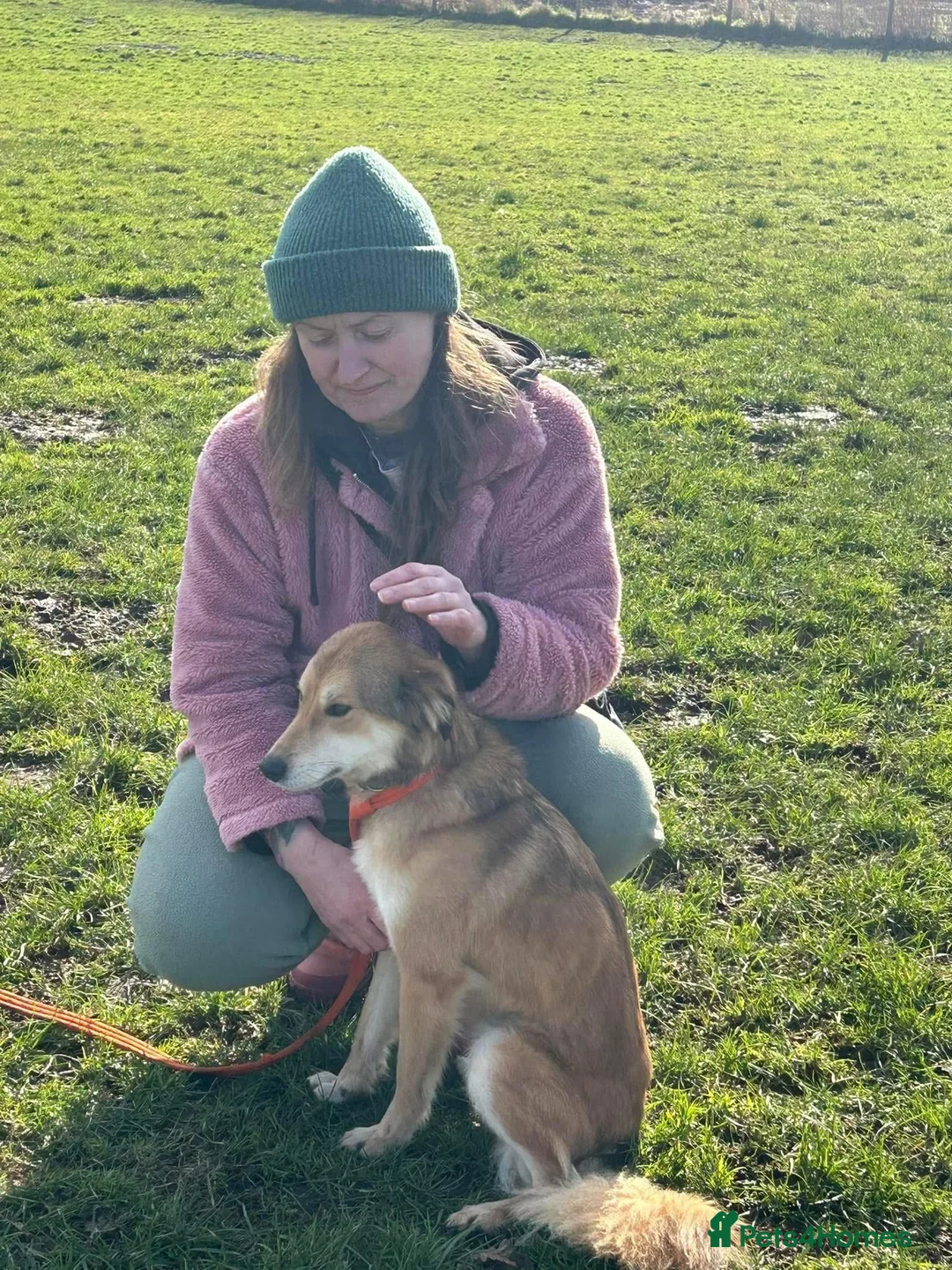 Mixed Breed dogs for adoption: Solomon - Norwich Norfolk  in Norwich - Advert 11