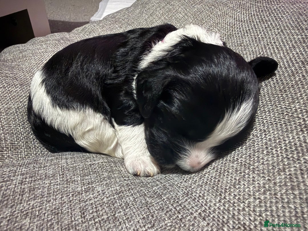 Mixed Breed dogs for sale: Beautiful Cocka/Cavapoo puppies.  - Advert 9