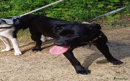 Mixed Breed dogs for adoption: SHEAMUS - a handsome boy for an experienced Owner - Image 1