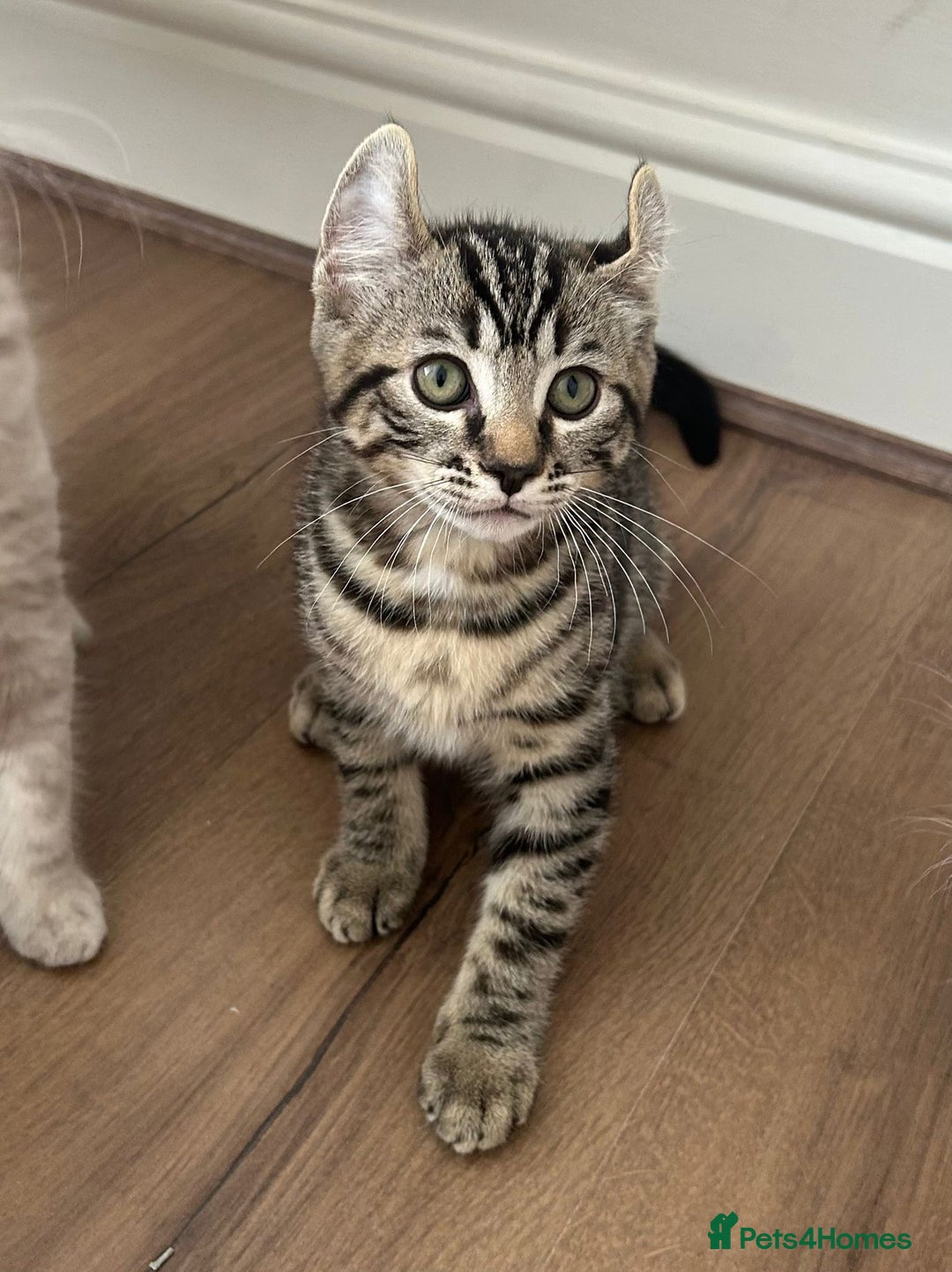 Keetso cats for sale: Reduced Ready now Last 1, Rare Jungle Curl Kittens in Portsmouth - Image 37