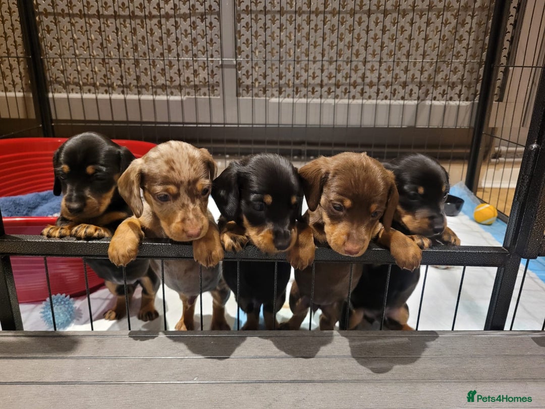 Miniature Dachshund dogs for stud: Proven dapple dachshund for stud - Image 7