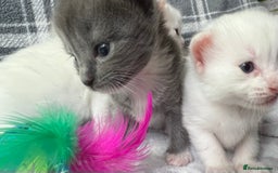 Ragdoll cats for sale: Stunning Ragdoll kittens super affectionate  - Image 14