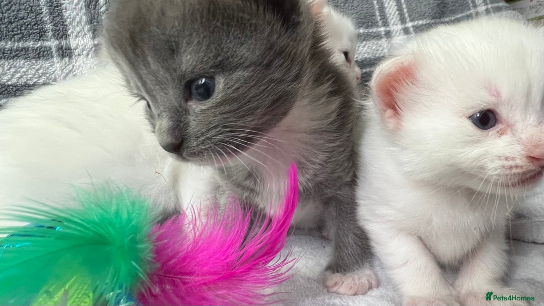Ragdoll cats for sale: Stunning Ragdoll kittens super affectionate  - Image 14