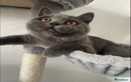 British Shorthair cats for sale: British shorthair+Scottish fold mix  in Waltham Cross - Image 2