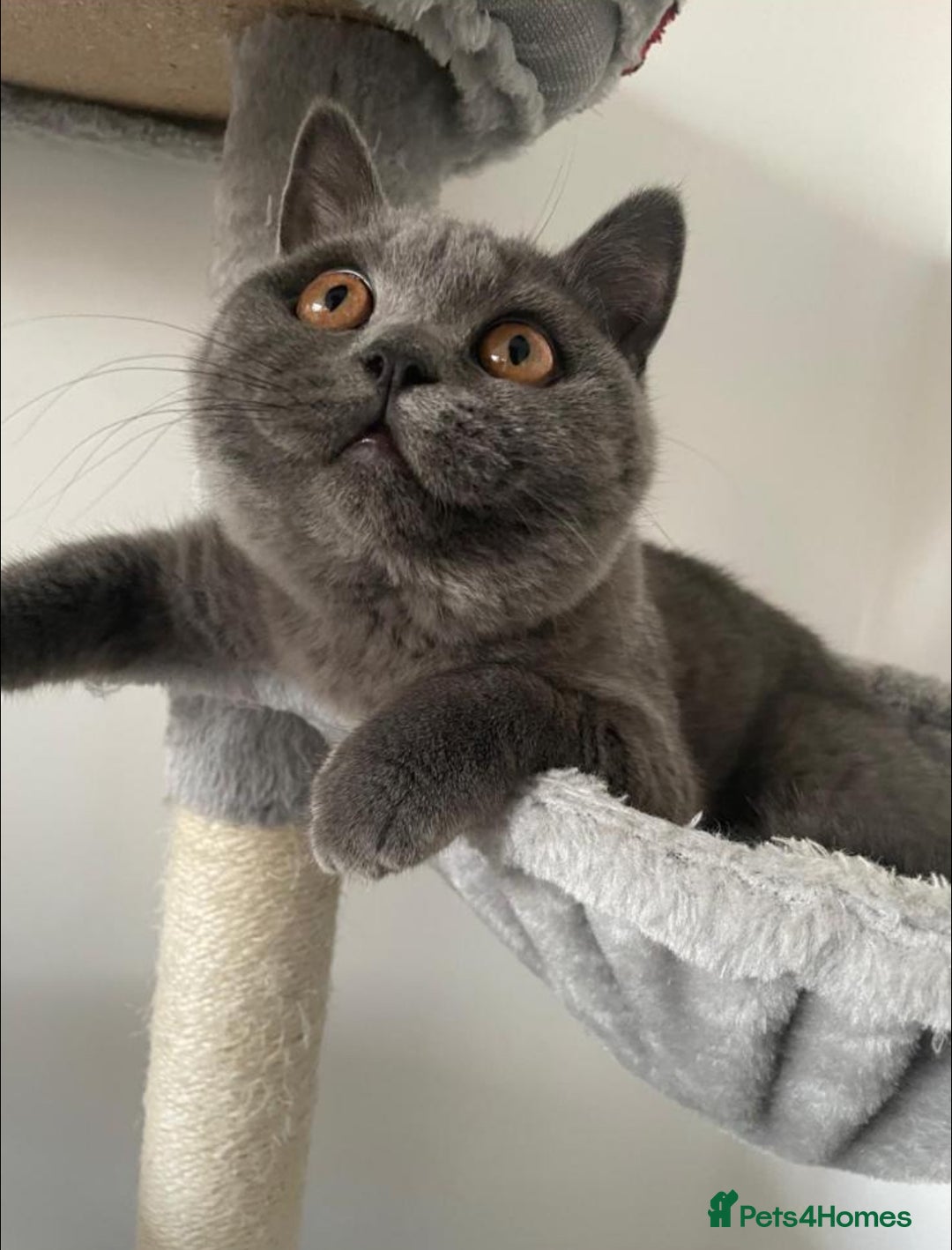 British Shorthair cats for sale: British shorthair+Scottish fold mix  in Waltham Cross - Image 2