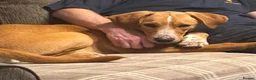 Mixed Breed dogs for adoption: Loki is looking for his forever home  in Whitley Bay - Advert 1