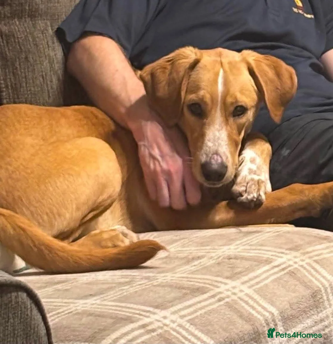 Mixed Breed dogs for adoption: Loki is looking for his forever home  in Whitley Bay - Advert 1