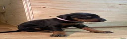 Dobermann dogs for sale: KC registered Doberman puppies  in Doncaster - Advert 8