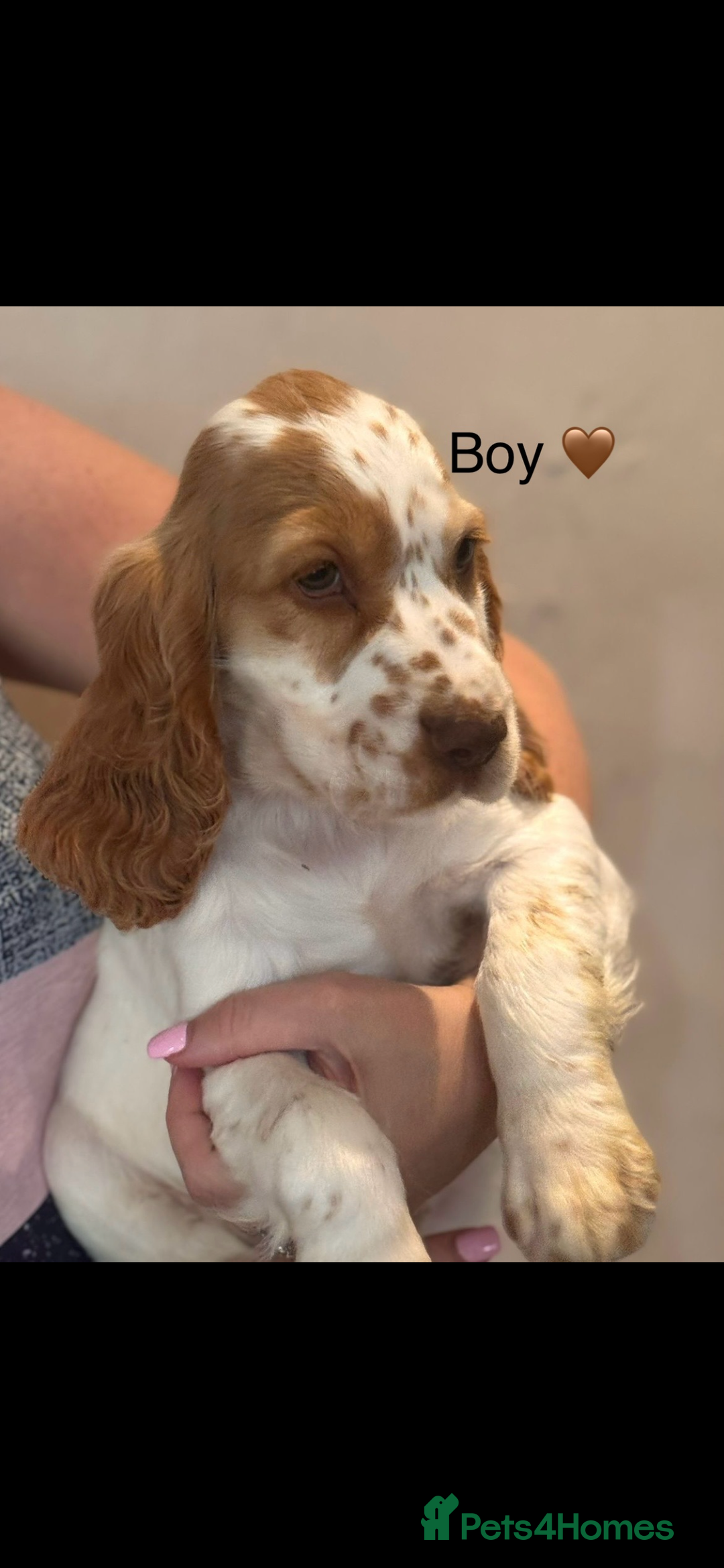 Spaniel Dogs Kc Reg Cocker Spaniel Puppies For Sale Dog Breed Show