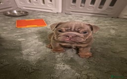 English Bulldog dogs for sale: English bull dogs  - Image 8