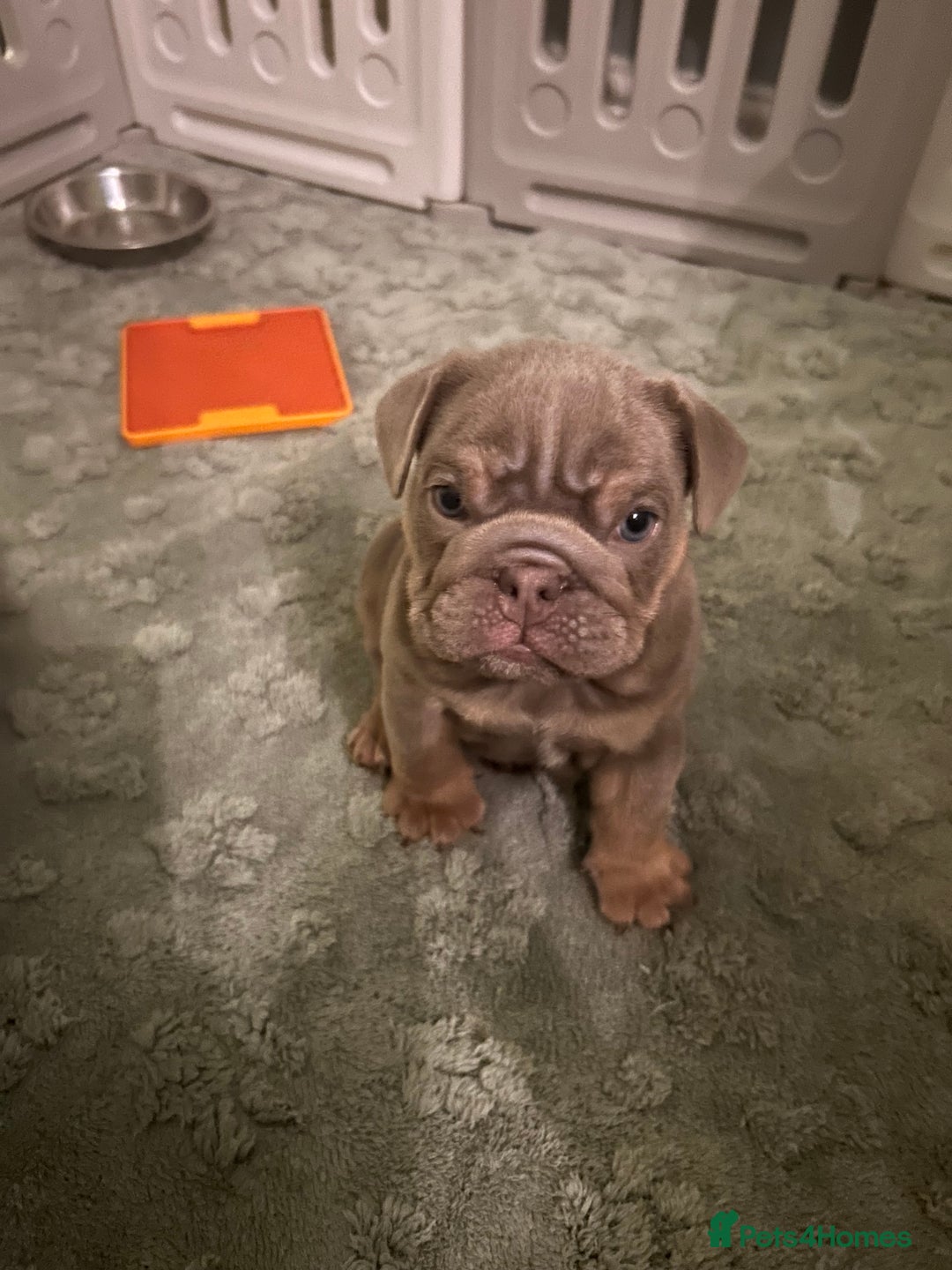 English Bulldog dogs for sale: English bull dogs  - Image 8