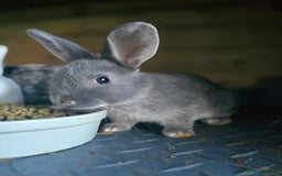 Mini Lop rabbits for sale: Mini Rex x Mini Lop - Image 3