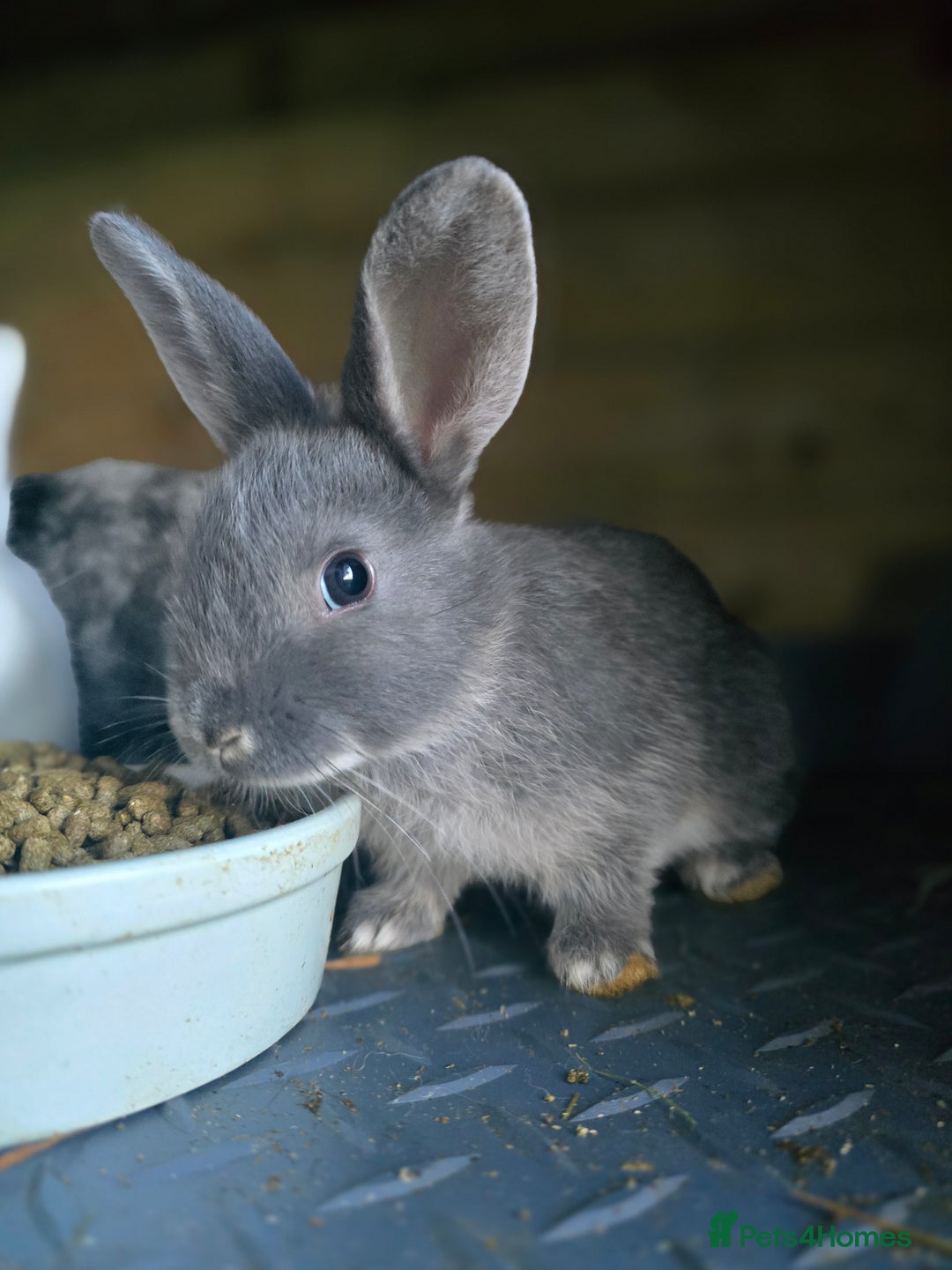 Mini Lop rabbits for sale: Mini Rex x Mini Lop - Image 3