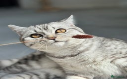 British Shorthair cats for sale: British Shorthair silver tabby  - Image 5