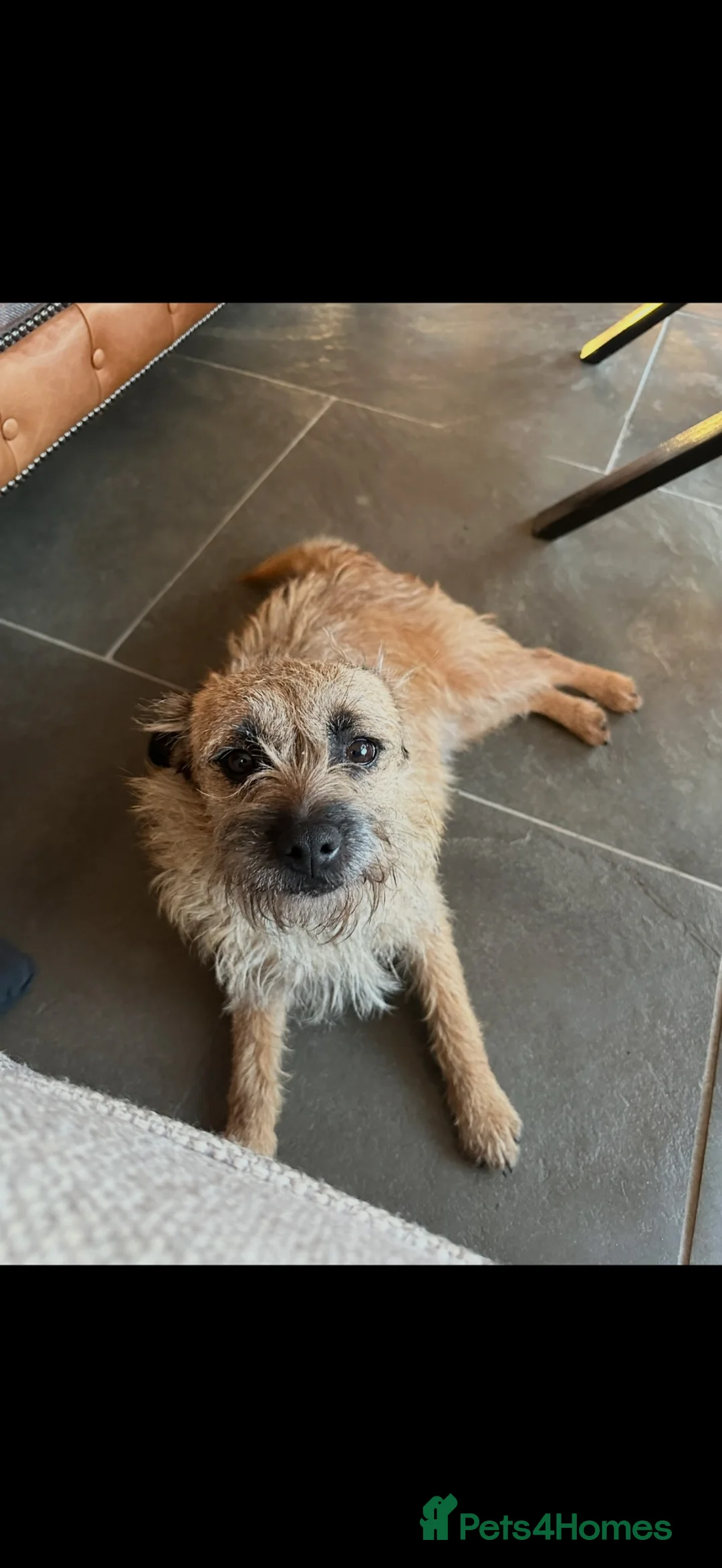 Border Terrier dogs for sale: Border terrier puppies  - Advert 2