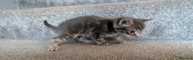 Gray patterned girl