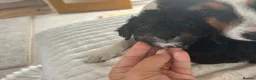 Jackapoo dogs for sale: 🐶🩷🩷jackapoos💙💙🐩 - Advert 2