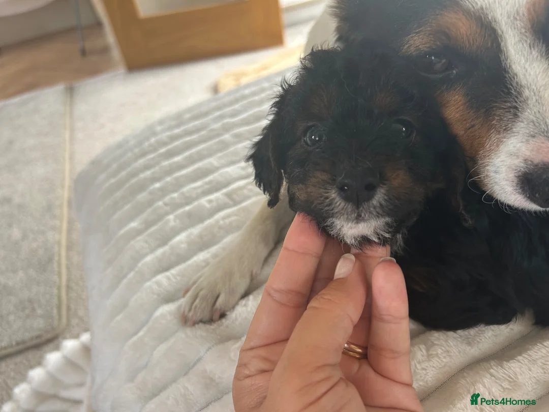 Jackapoo dogs for sale: 🐶🩷🩷jackapoos💙💙🐩 - Advert 2