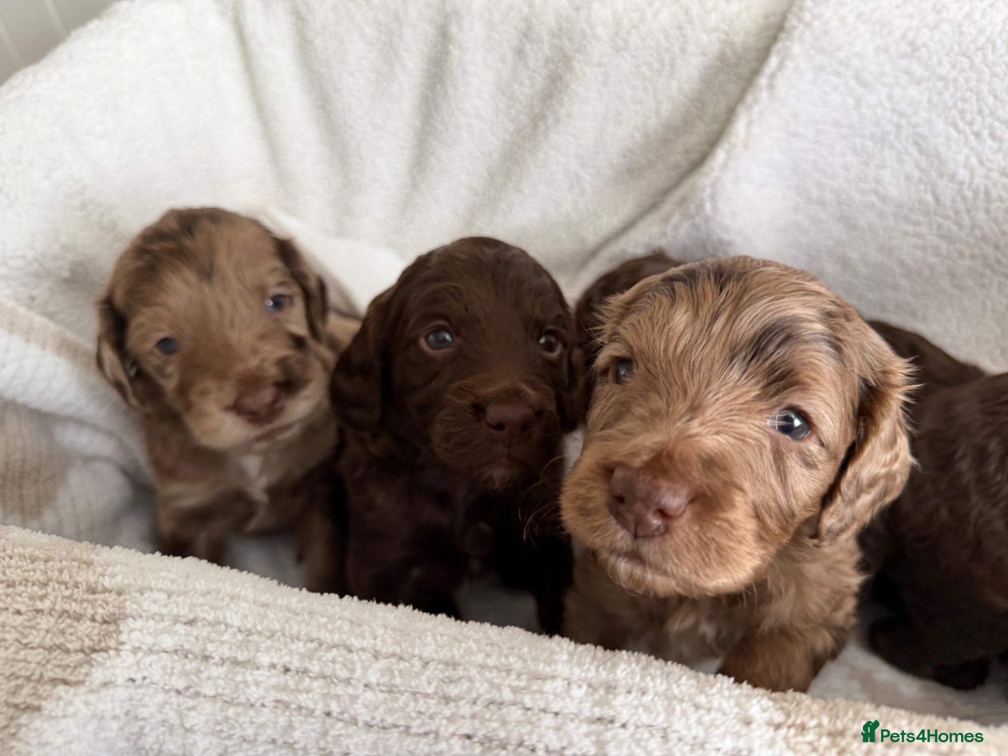 Cockapoo dogs Cockapoo puppies for sale  - Advert 4