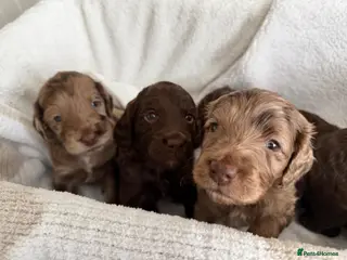 Cockapoo dogs Cockapoo puppies for sale - Advert 4