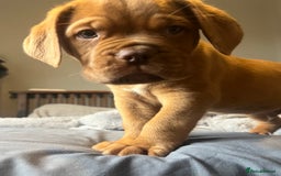 Dogue De Bordeaux dogs for sale: Kc registered Dogue de bordeaux puppies  - Image 22