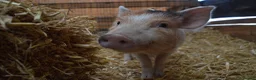 Pig livestock for sale: Mini/Micro Piglets 3 girls, 1 castrated male - Advert 7