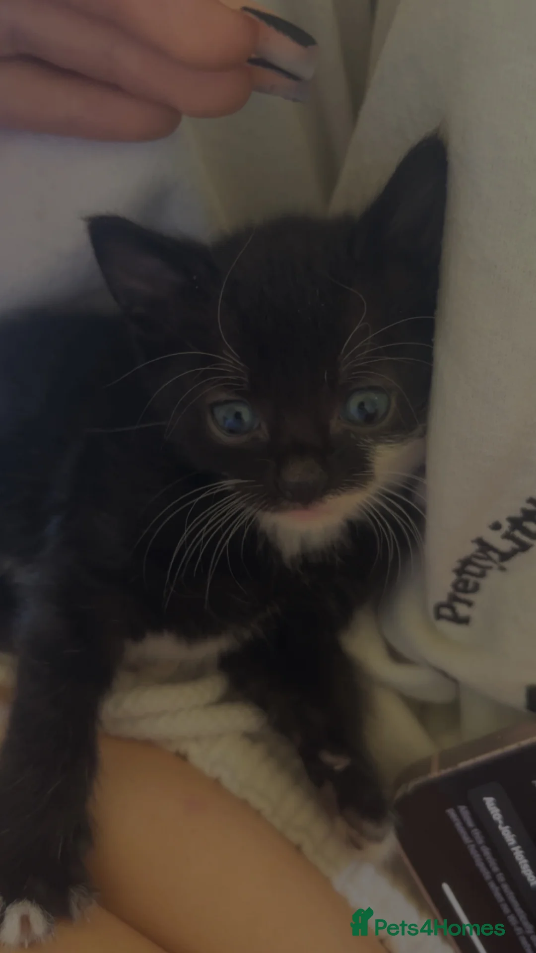 Mixed Breed cats for sale: selling 5 female kittens & mother in Coventry - Advert 2