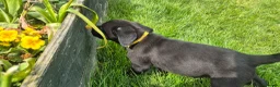 Labrador Retriever dogs for sale: Beautiful and handsome lab puppies - Advert 3