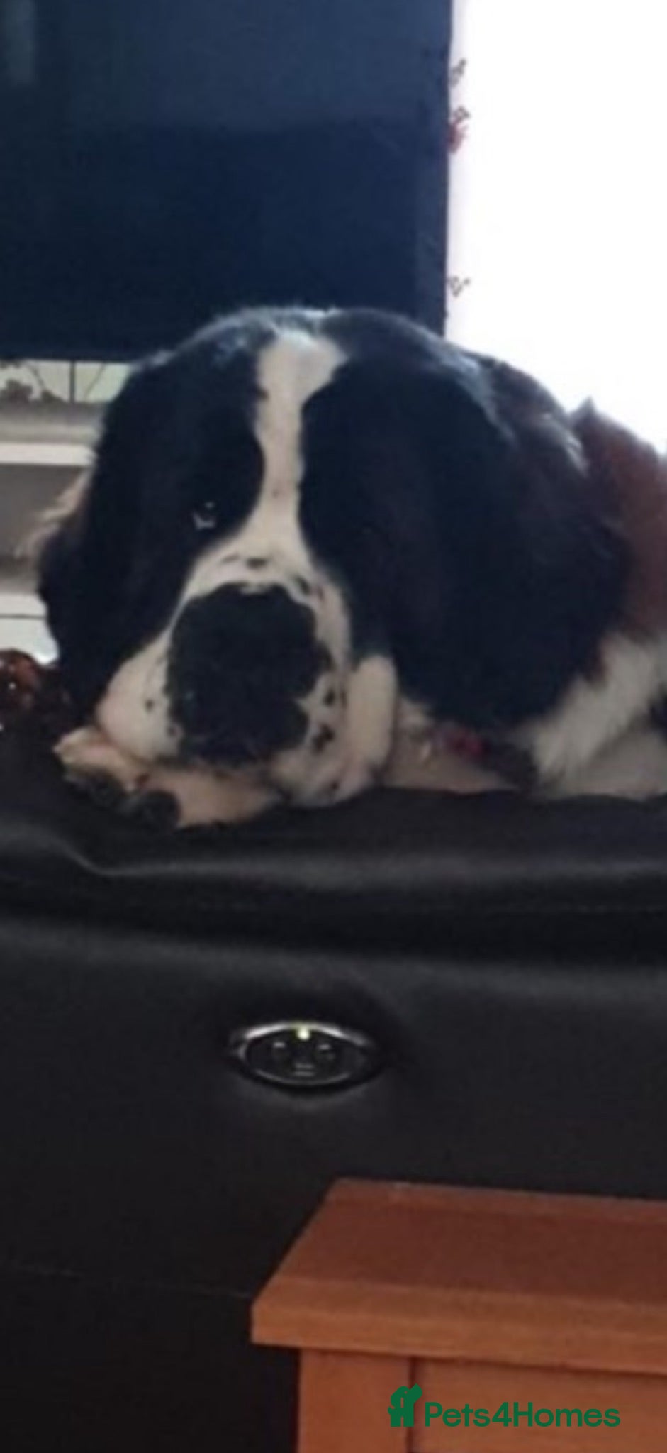 Saint Bernard dogs Proven Saint Bernard at stud - Advert 6