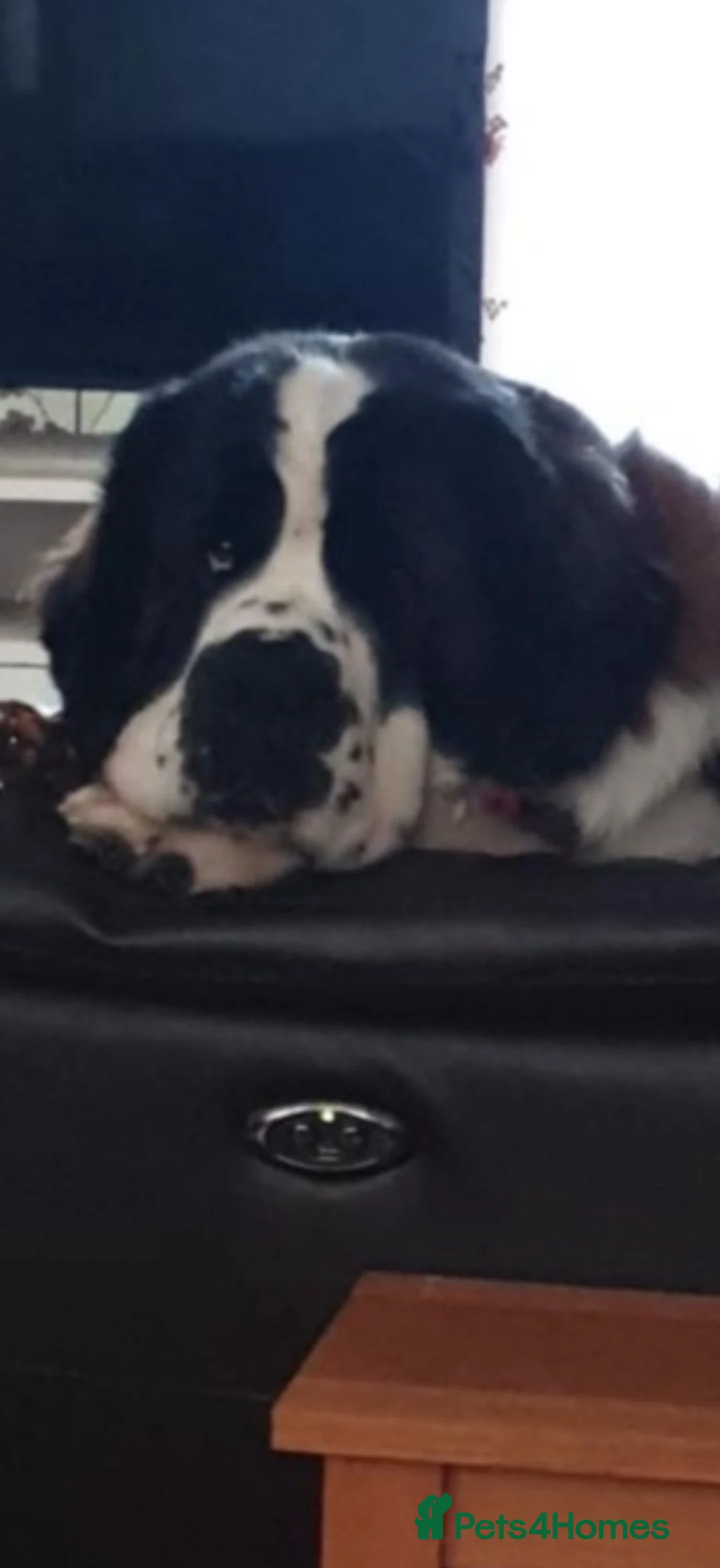 Saint Bernard dogs for stud: Proven Saint Bernard at stud in Rugeley - Advert 1