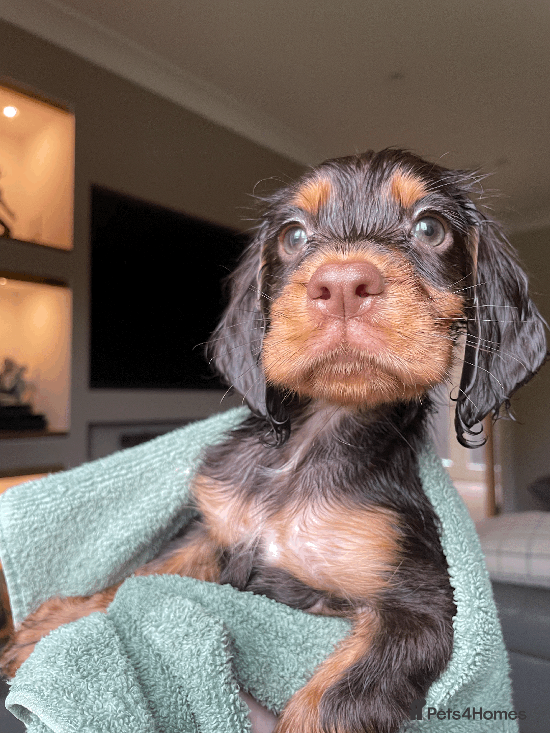 Cocker Spaniel dogs for sale: Cocker Spaniel Pups Outstanding Pedigree Lines! - Advert 9