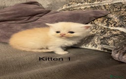Persian cats for sale: X Persian kittens  - Image 3