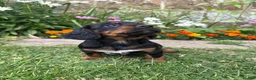 Cocker Spaniel dogs for sale: Working Cocker Spaniel Puppies - Advert 10