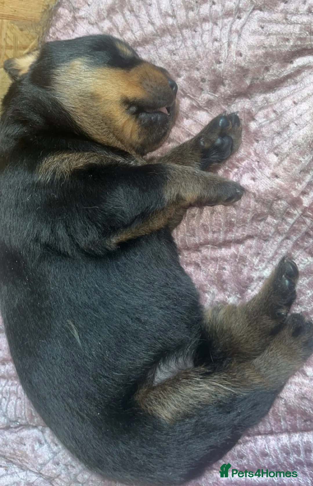 Rottweiler dogs for sale: Rottweiler puppies  - Advert 2
