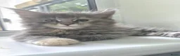 Maine Coon cats for sale: Beautiful main coon kittens for sale in Runcorn - Advert 25