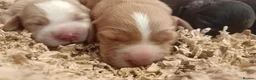 Cocker Spaniel dogs for sale: KC REGISTERED COCKERS - Advert 10