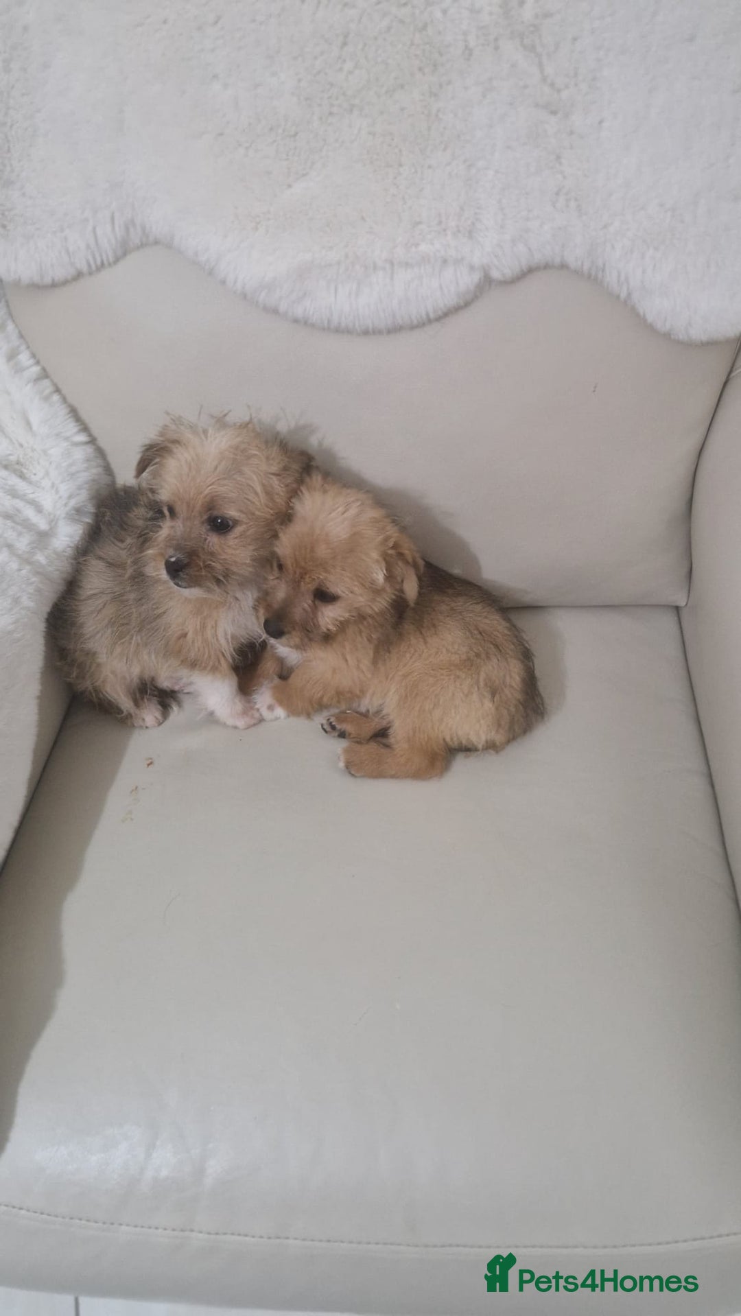 Yorkshire Terrier dogs for sale: Yorkshire terrier puppies - Advert 4