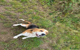 Beagle dogs for sale: Female beagle  - Image 7