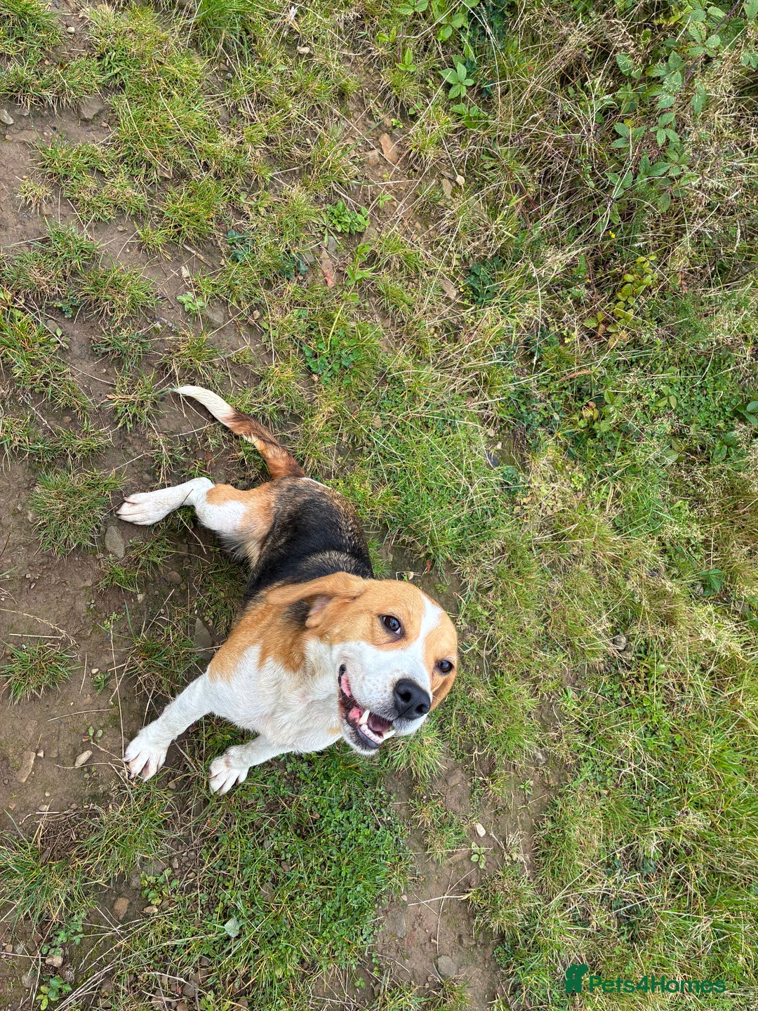 Beagle dogs for sale: Female beagle  - Image 7
