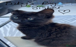 Ragdoll cats for sale: Turkish Angora/Ragdoll pure white kitten x - Image 9