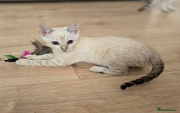 Bengal cats for sale: Tica Registered Snow Bengal Girl - Image 1