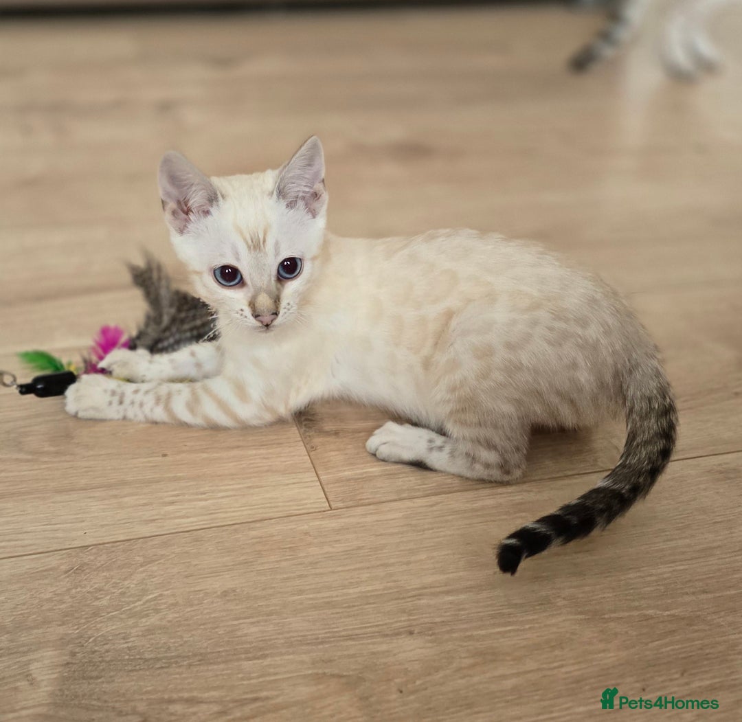Bengal cats for sale: Tica Registered Snow Bengal Girl - Image 1