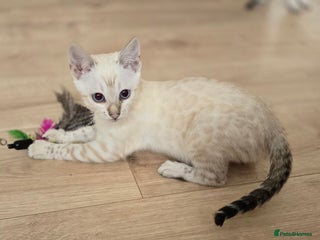 Bengal cats - Advert 8