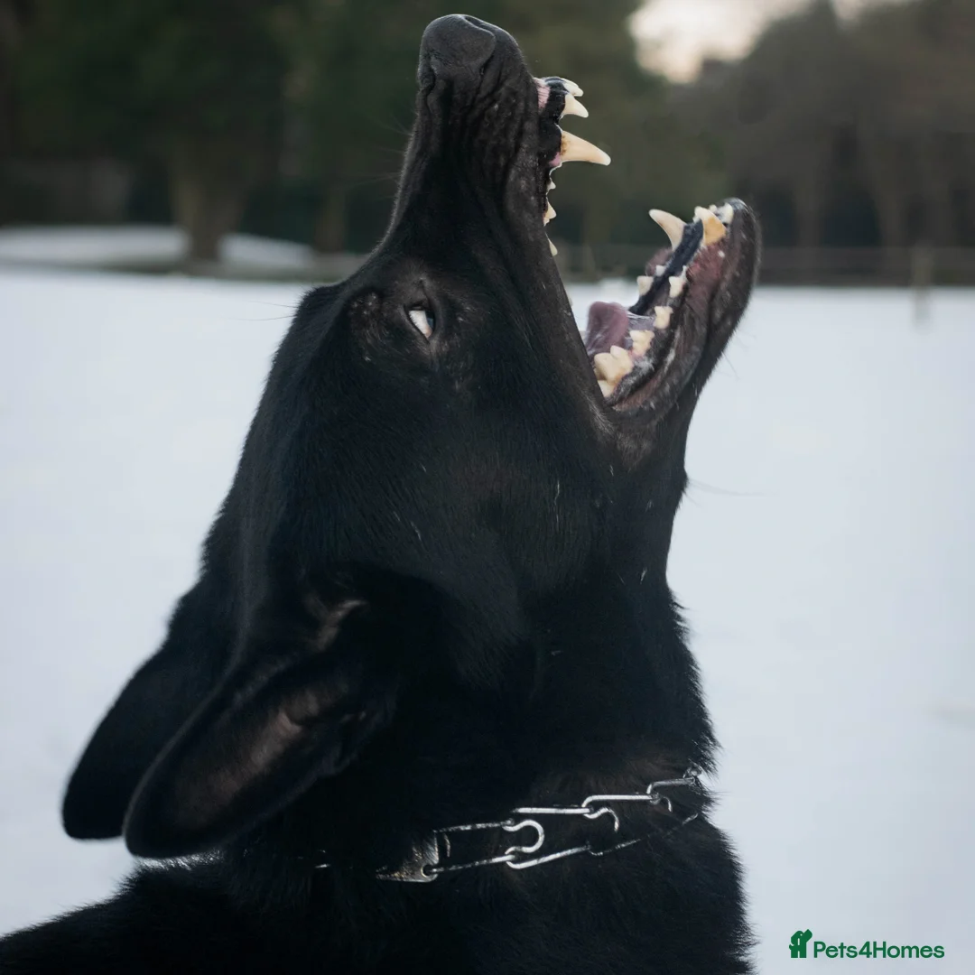 German Shepherd dogs for sale: Urgent rehome, need new home by 13th August  - Image 8