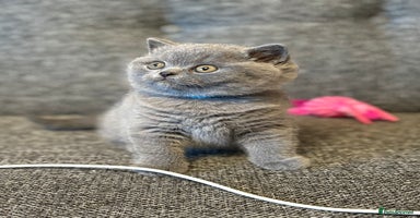 British Shorthair cats British Shorthair Male Kitten (GCCF) - Advert 7