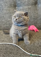 British Shorthair cats British Shorthair Male Kitten (GCCF) - Advert 5