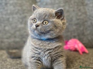 British Shorthair cats British Shorthair Male Kitten (GCCF) - Advert 5