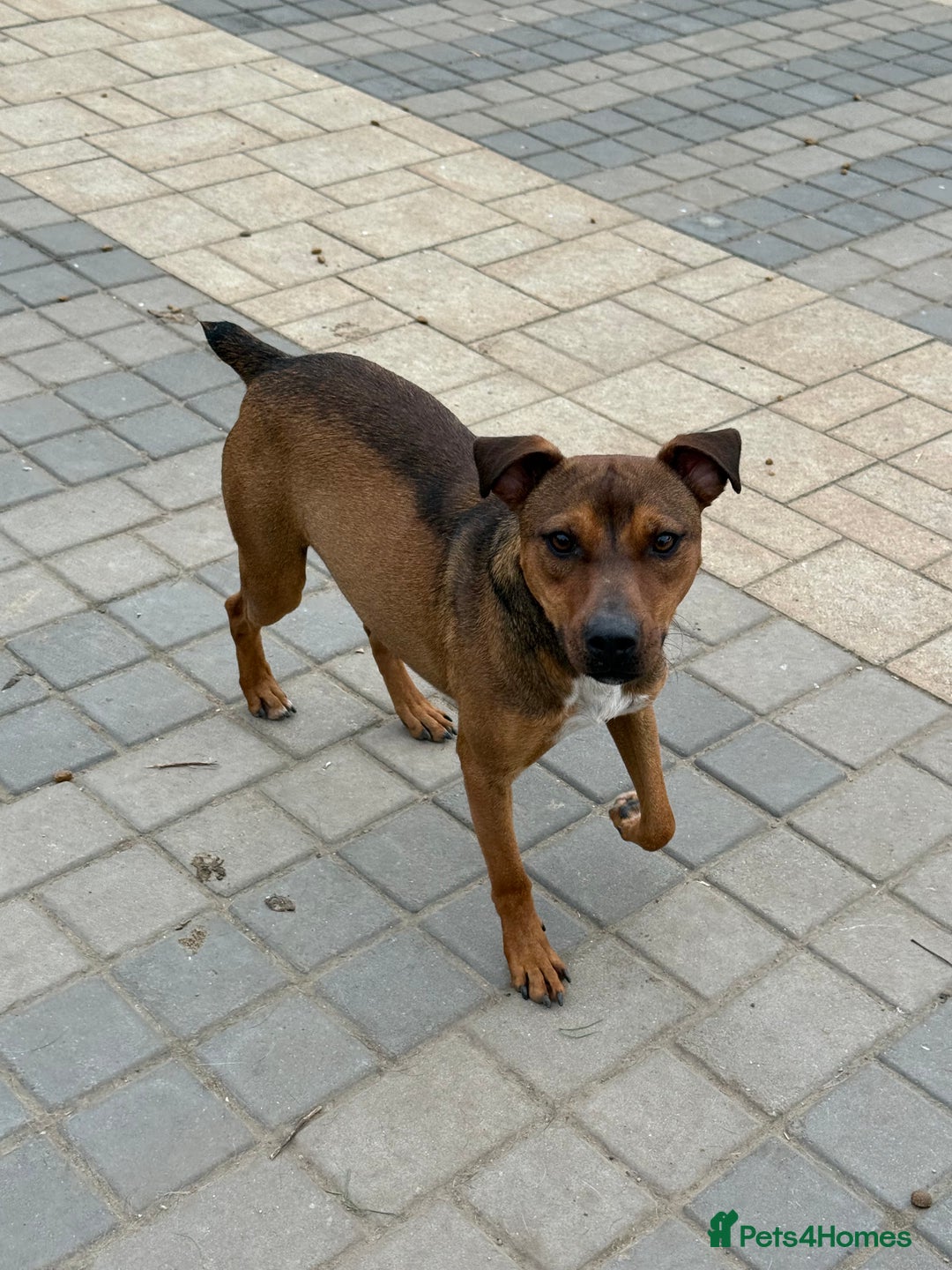 Mixed Breed dogs for adoption: Sweet Gomez looking for Love  - Image 12