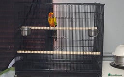 Conures birds for sale: Sun Conure Male  - Image 3